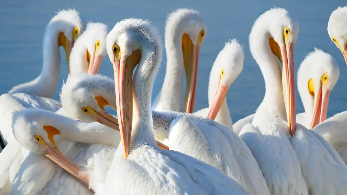 American white pelicans wallpaper 4K showing group of white birds with long beaks in calm water