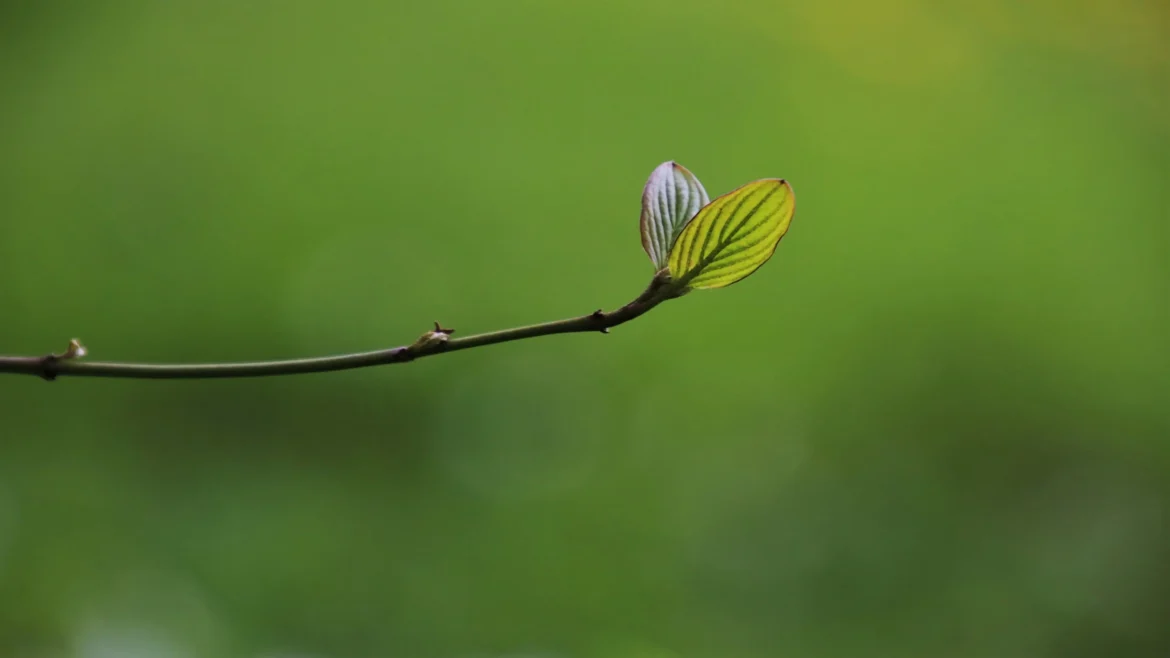 Close-up of two small green leaves sprouting from a thin tree branch with a soft green bokeh background, 4K minimalist nature photography.