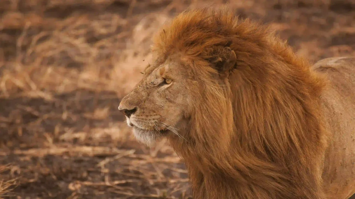 Majestic lion wildlife wallpaper 4K with golden mane in African savannah