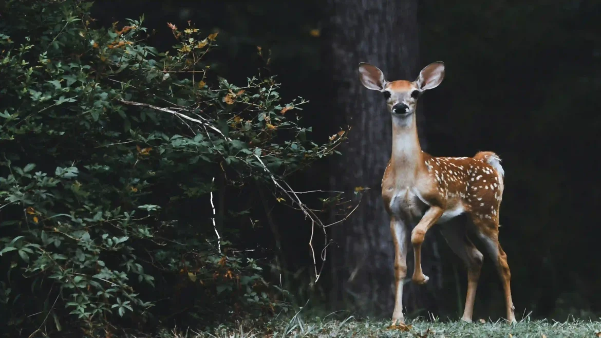 Wild deer forest 4K wallpaper with peaceful woodland wildlife nature scenery