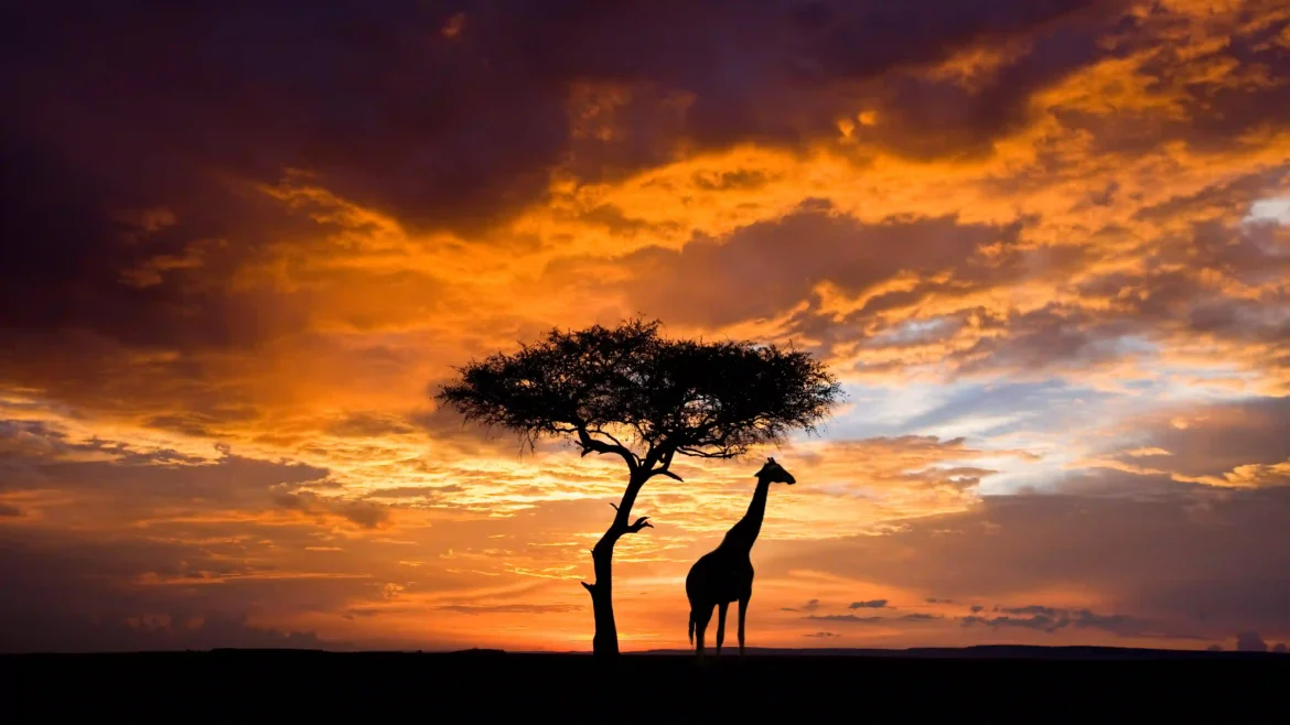 Silhouette of a giraffe beneath an acacia tree during a dramatic African savannah sunset in 4K