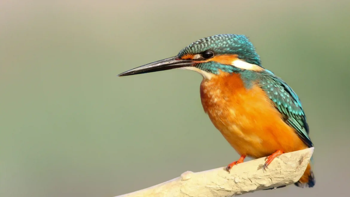 Close up portrait of a blue and orange kingfisher bird 4K wildlife wallpaper