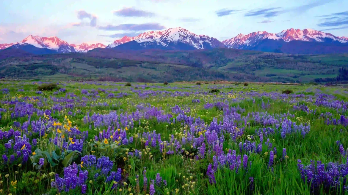 Snow-capped mountains overlooking a purple wildflower meadow at sunrise 4K wallpaper