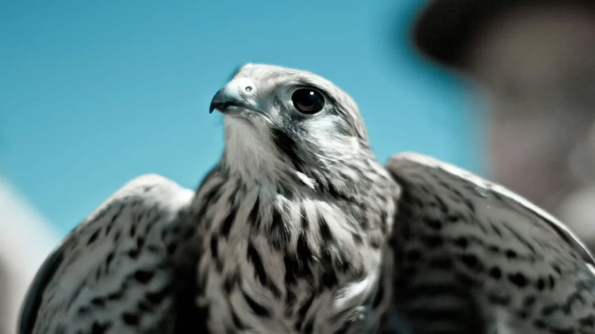 Close-up peregrine falcon wallpaper featuring detailed feathers, sharp eyes, and a vibrant blue sky in stunning 4K Ultra HD