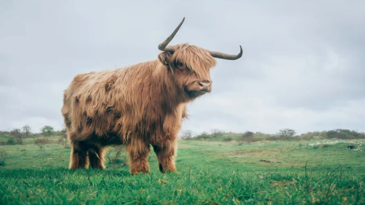 Shaggy brown Scottish Highland cow with large horns standing in a green grass field under a cloudy sky 4K nature wallpaper