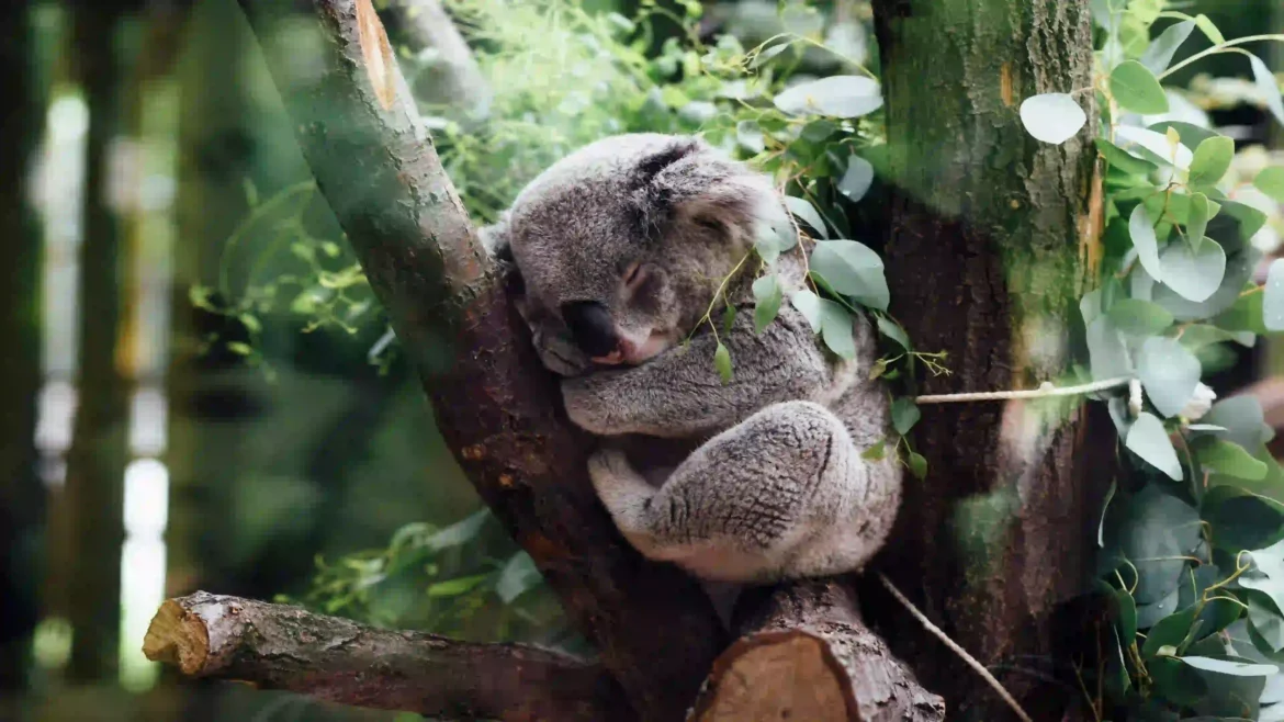 Cute koala bear sleeping peacefully on a tree branch surrounded by green eucalyptus leaves 4K wildlife wallpaper