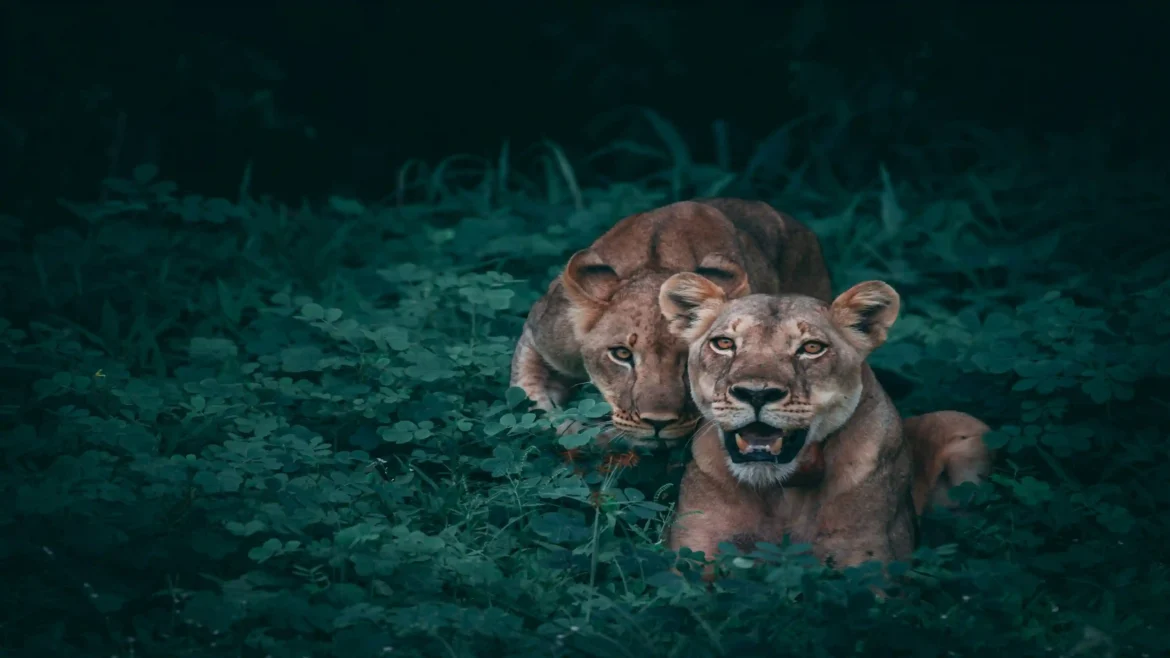 Two lionesses crouching and resting in dark green foliage 4K moody wildlife wallpaper