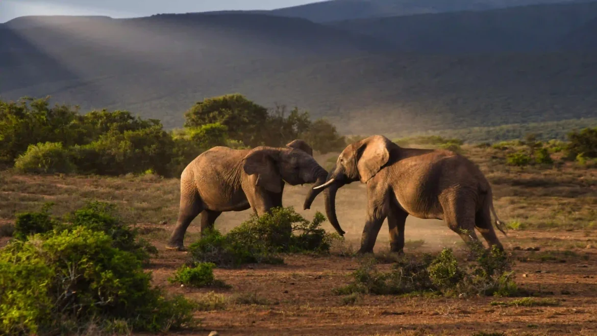 4K wallpaper featuring two African elephants facing each other in a sunlit savanna with mountains, dust, and lush greenery in a scenic safari landscape