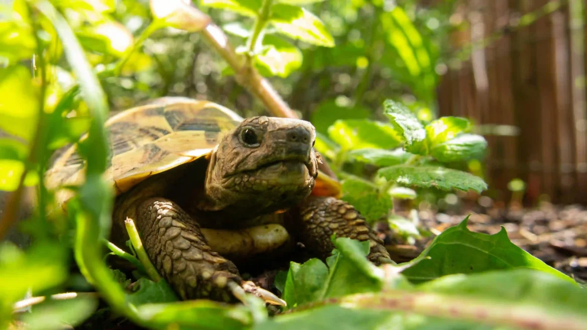 Curious tortoise walking through lush green garden plants in warm sunlight, nature wildlife 4K Ultra HD wallpaper
