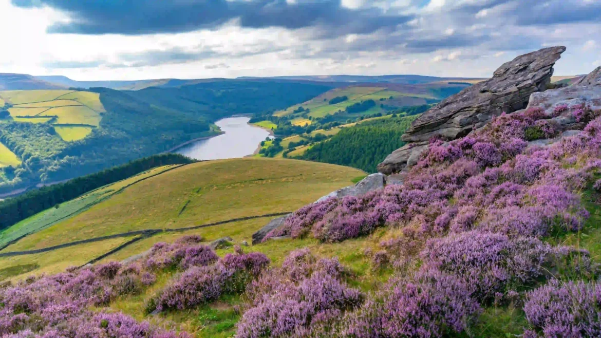 Purple heather-covered hills overlooking a serene lake and lush green valley beneath dramatic clouds in stunning 4K nature scenery