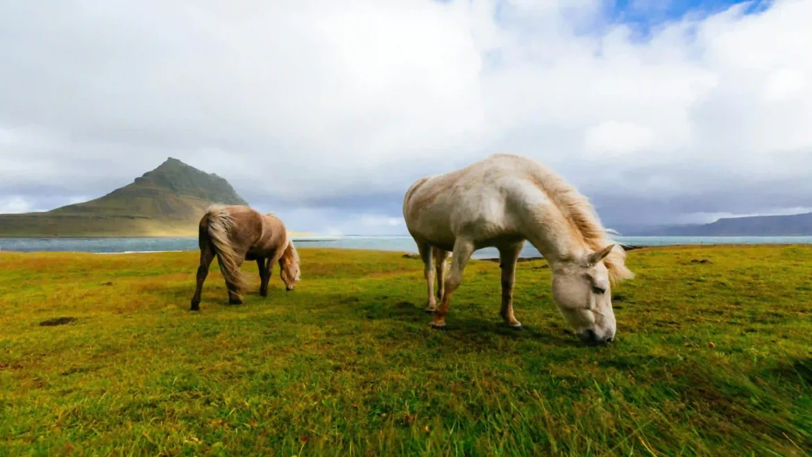Two Icelandic horses grazing on a lush green meadow beside mountains and the coastline in stunning 4K nature photography