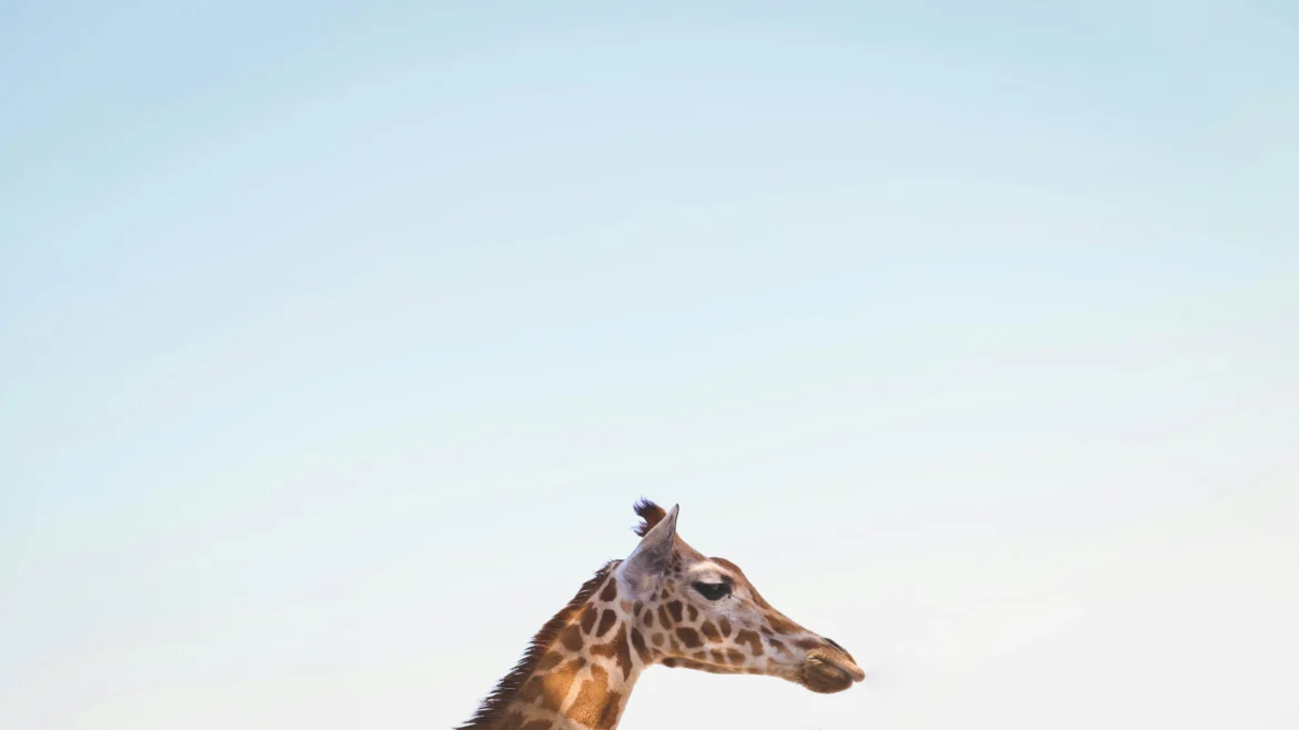 Minimalist giraffe profile beneath a vast pale blue sky in a serene Ultra HD 4K wildlife wallpaper