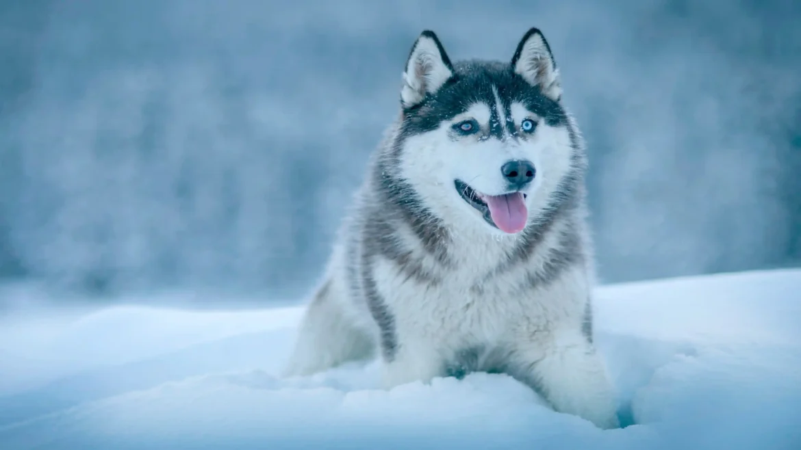 Blue-eyed Siberian Husky resting in fresh snow, beautiful winter dog portrait, Ultra HD 4K wallpaper