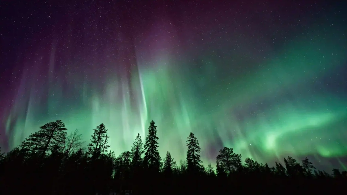 Green aurora borealis glowing above a dark evergreen forest beneath a starry night sky in an Ultra HD 4K nature wallpaper