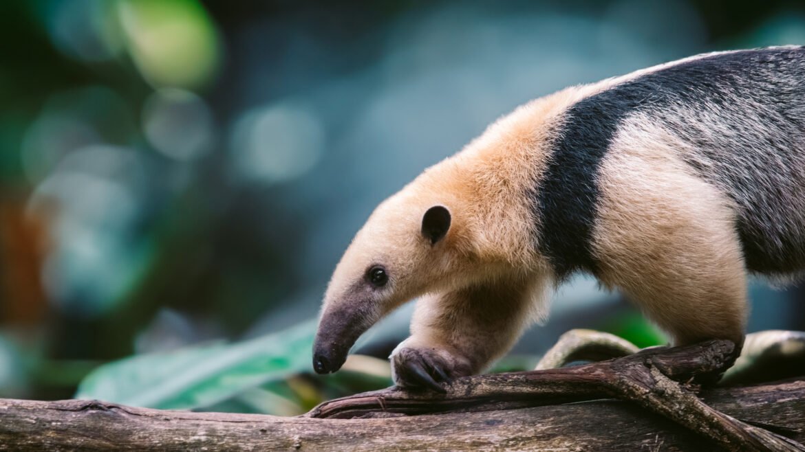 Giant anteater walking across a fallen tree branch in a lush forest with a softly blurred natural background in an Ultra HD 4K wildlife wallpaper