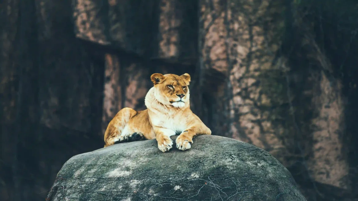 Majestic lioness resting gracefully on a mossy boulder in a high-resolution 4K animal wallpaper