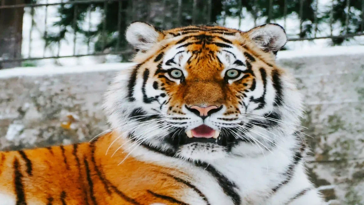 Close-up portrait of a Siberian tiger with piercing pale eyes and vivid orange fur in an Ultra HD 4K wildlife wallpaper