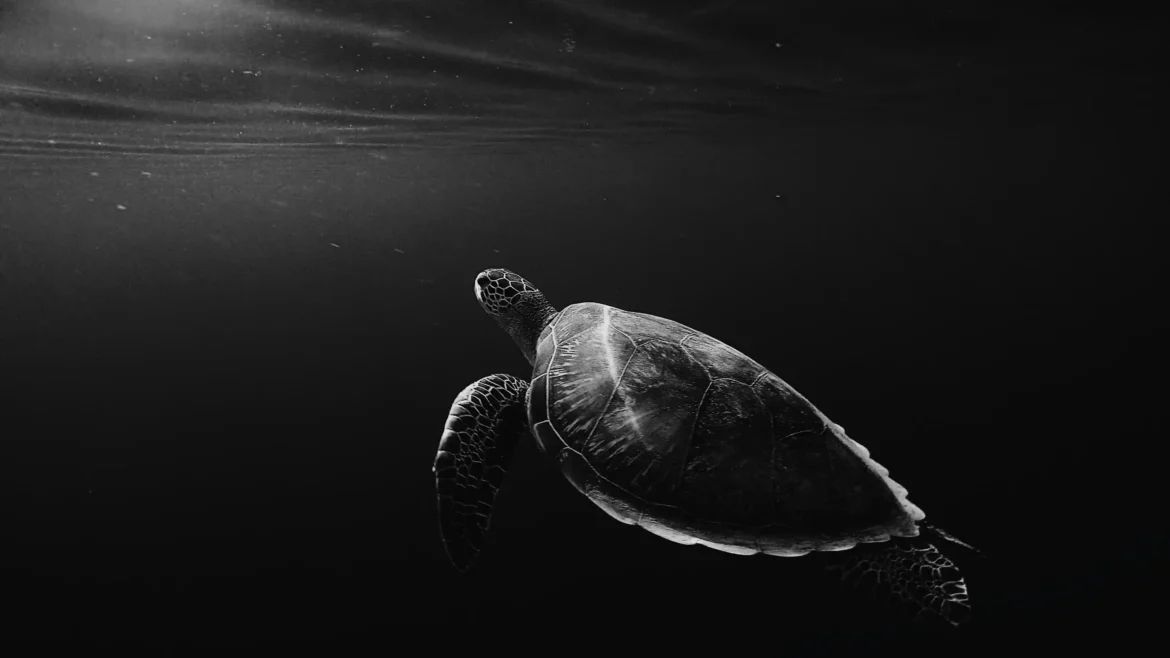 Black and white sea turtle swimming through dark underwater ocean depths with light rays above in an Ultra HD 4K wallpaper