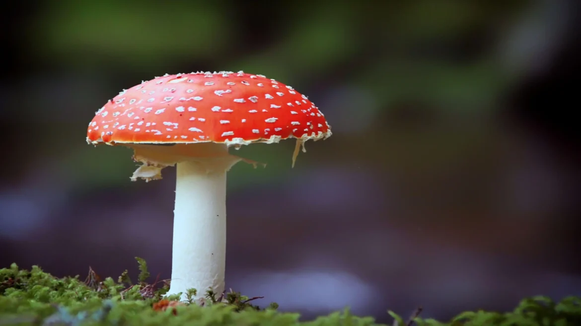 Red toadstool mushroom with white spots growing on green moss in a blurred forest background