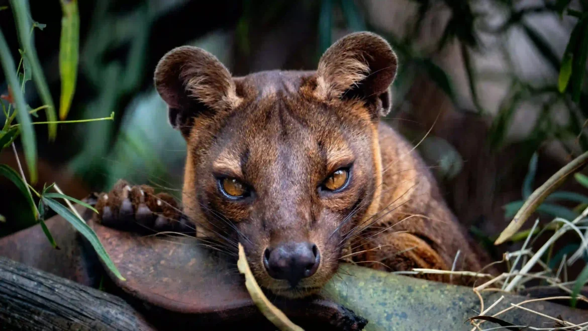 Close-up sable animal with golden eyes and brown fur resting among green vegetation in a natural forest setting