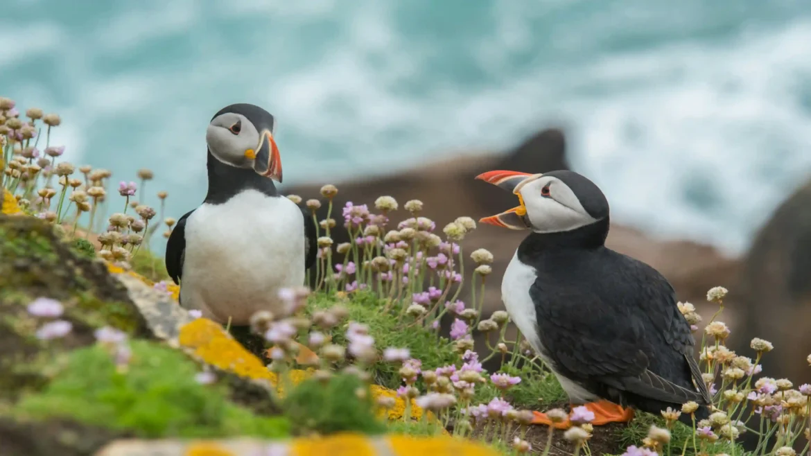 Pair of Atlantic puffins perched on a grassy ocean cliff with pink sea thrift wildflowers in a 4K animals wallpaper