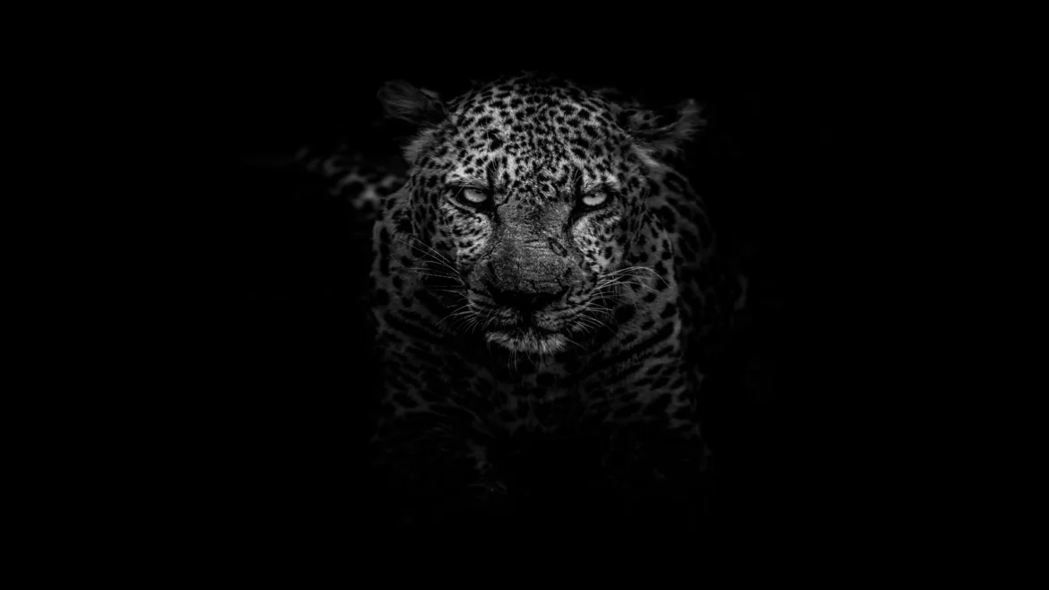 Monochrome black and white leopard staring intensely out from a black background in a 4K wildlife wallpaper