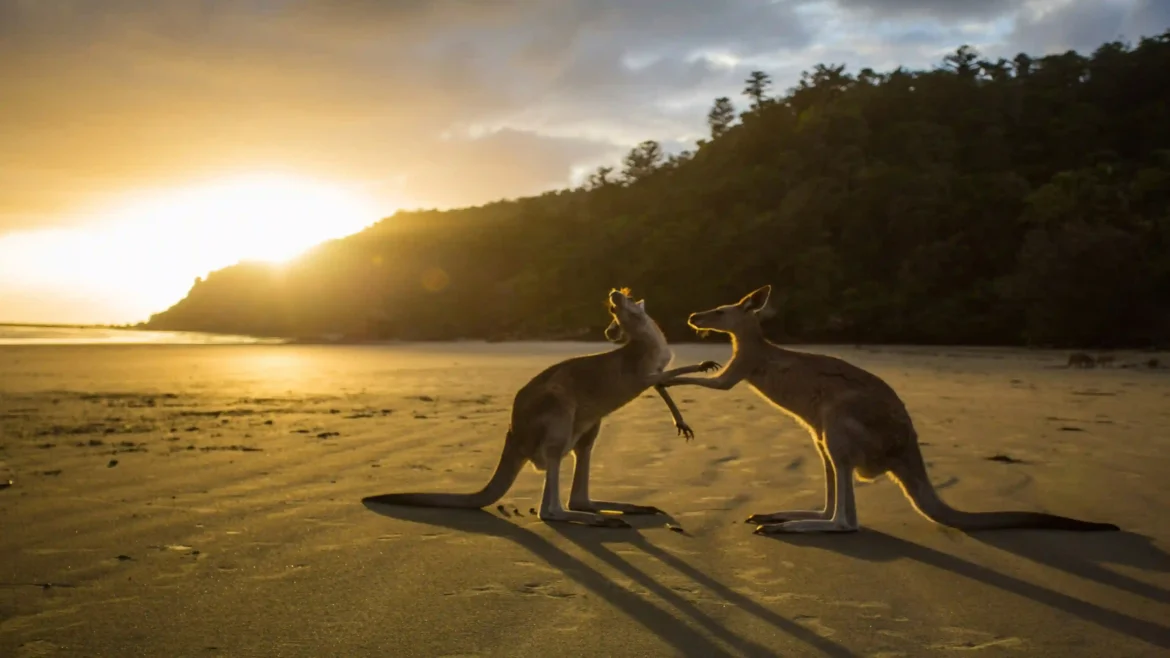 Two wild kangaroos playfully boxing on a sandy Australian beach during a bright golden sunrise in a 4K nature wallpaper