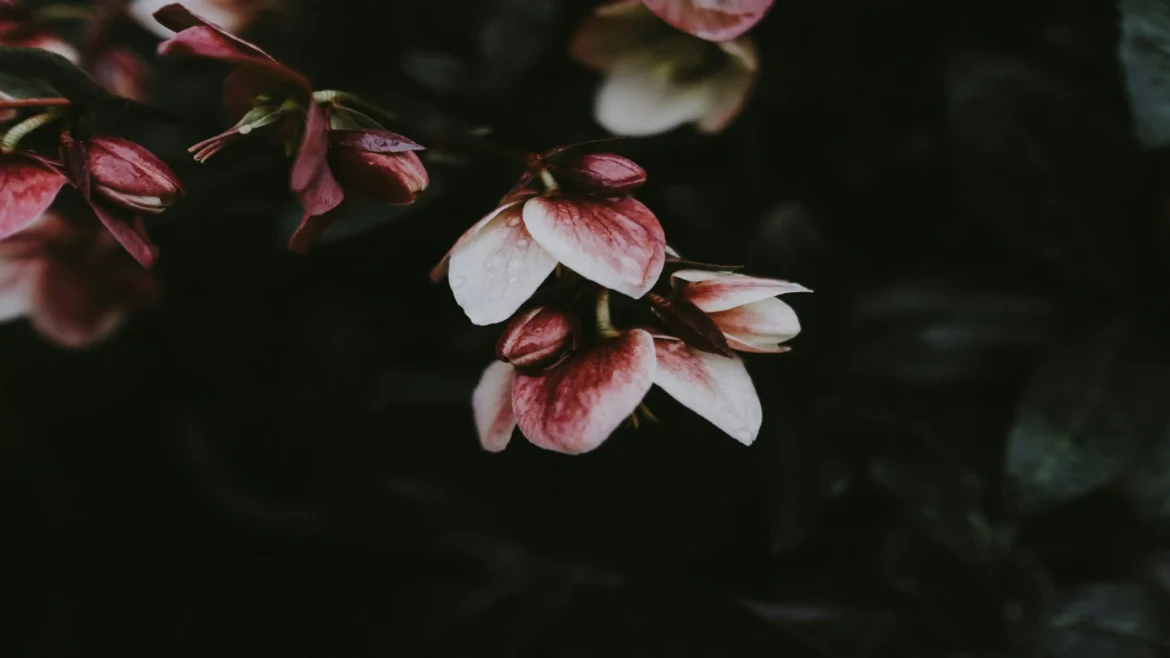 Macro photography of pink and white hellebore flower petals with water droplets against dark moody foliage shadows in a 4K wallpaper