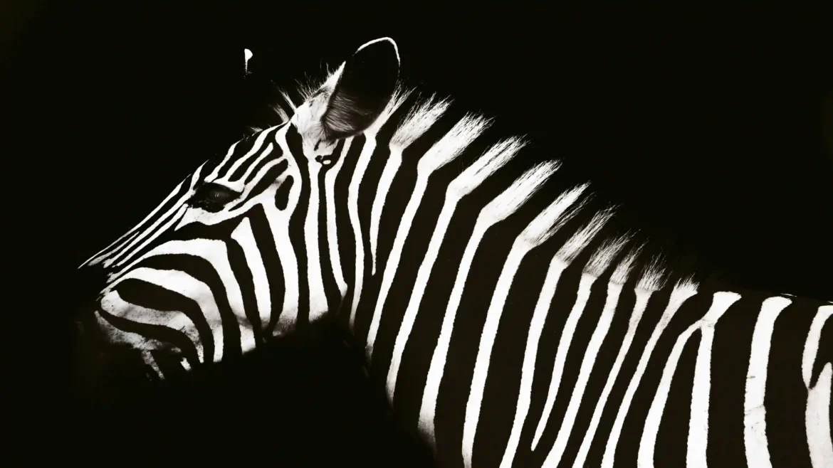 Monochrome wildlife photograph of a zebra side profile with high contrast black and white stripes against a pitch-black background in a 4K wallpaper